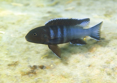 Chindongo bellicosus 'Domwe Island'